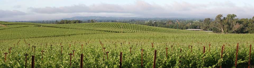 What's In Rose's Riedel